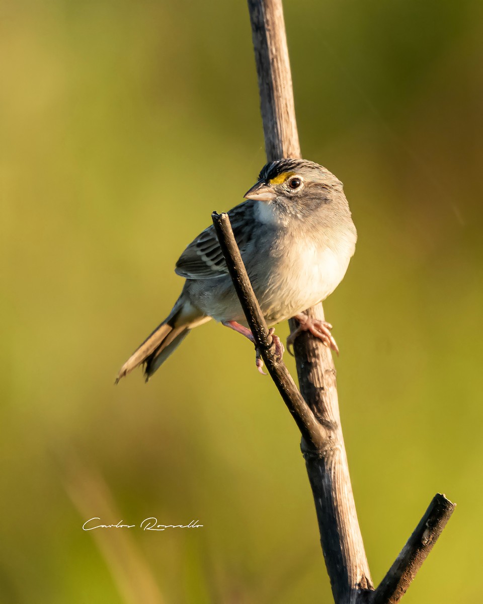 Grassland Sparrow - Carlos Rossello