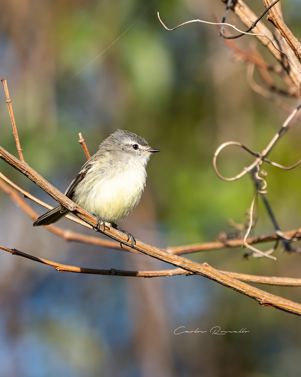 White-crested Tyrannulet (Sulphur-bellied) - ML396907151