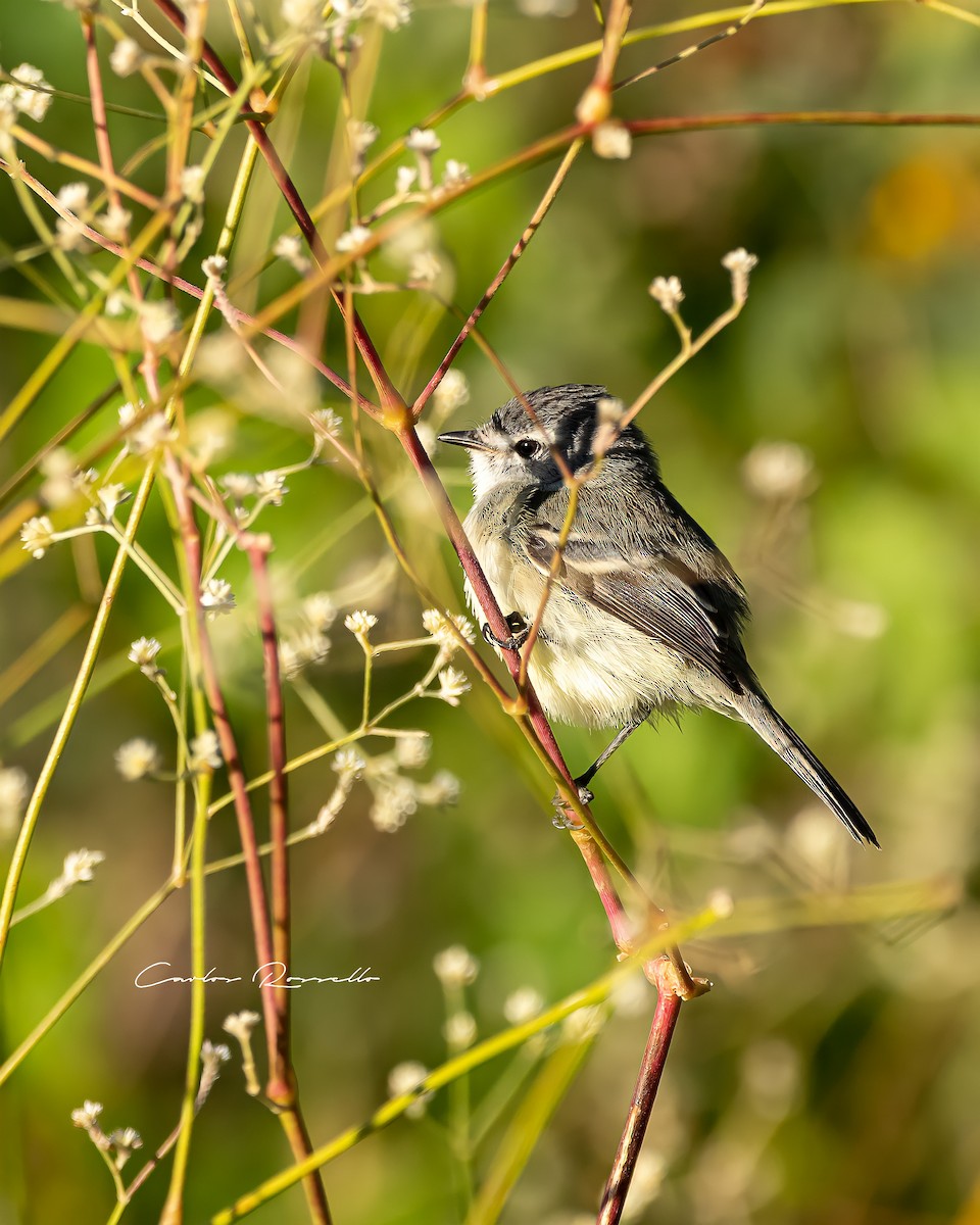 White-crested Tyrannulet (Sulphur-bellied) - Carlos Rossello