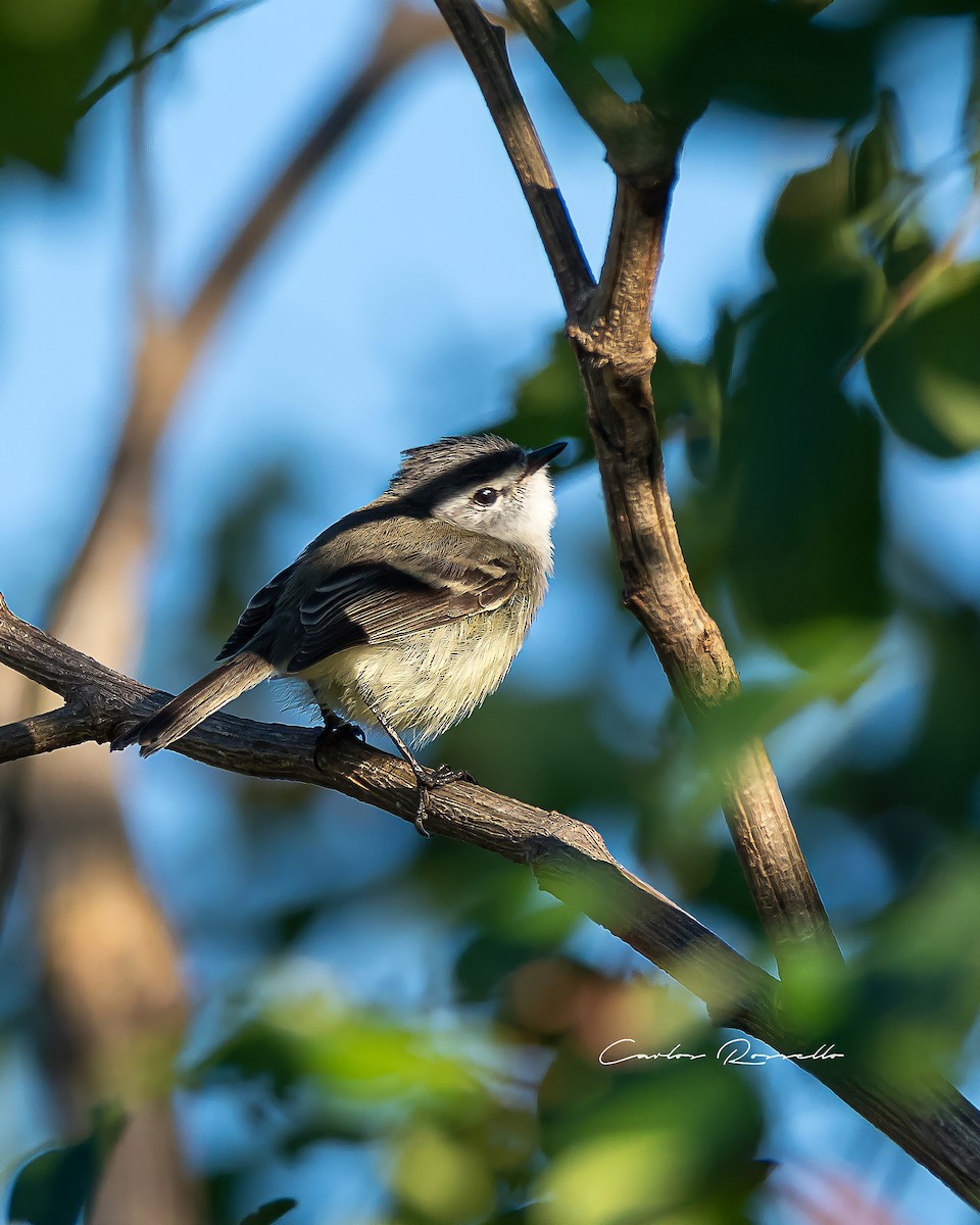White-crested Tyrannulet (Sulphur-bellied) - Carlos Rossello