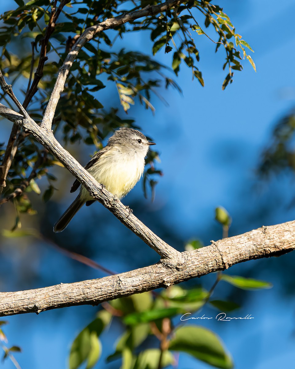 White-crested Tyrannulet (Sulphur-bellied) - ML396907281