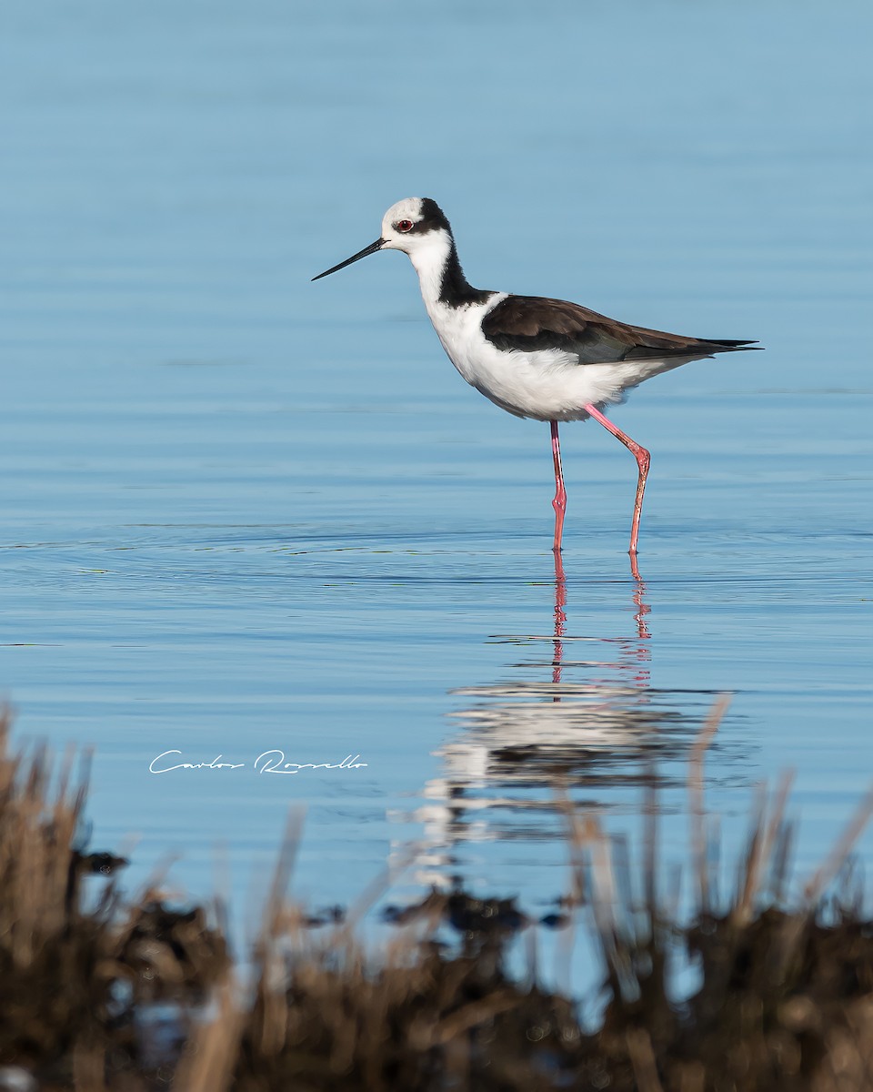 Black-necked Stilt - ML396907571