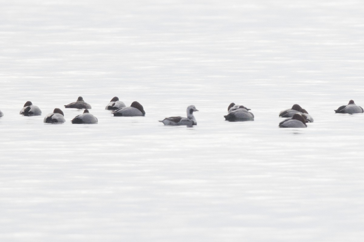 Long-tailed Duck - ML396908101