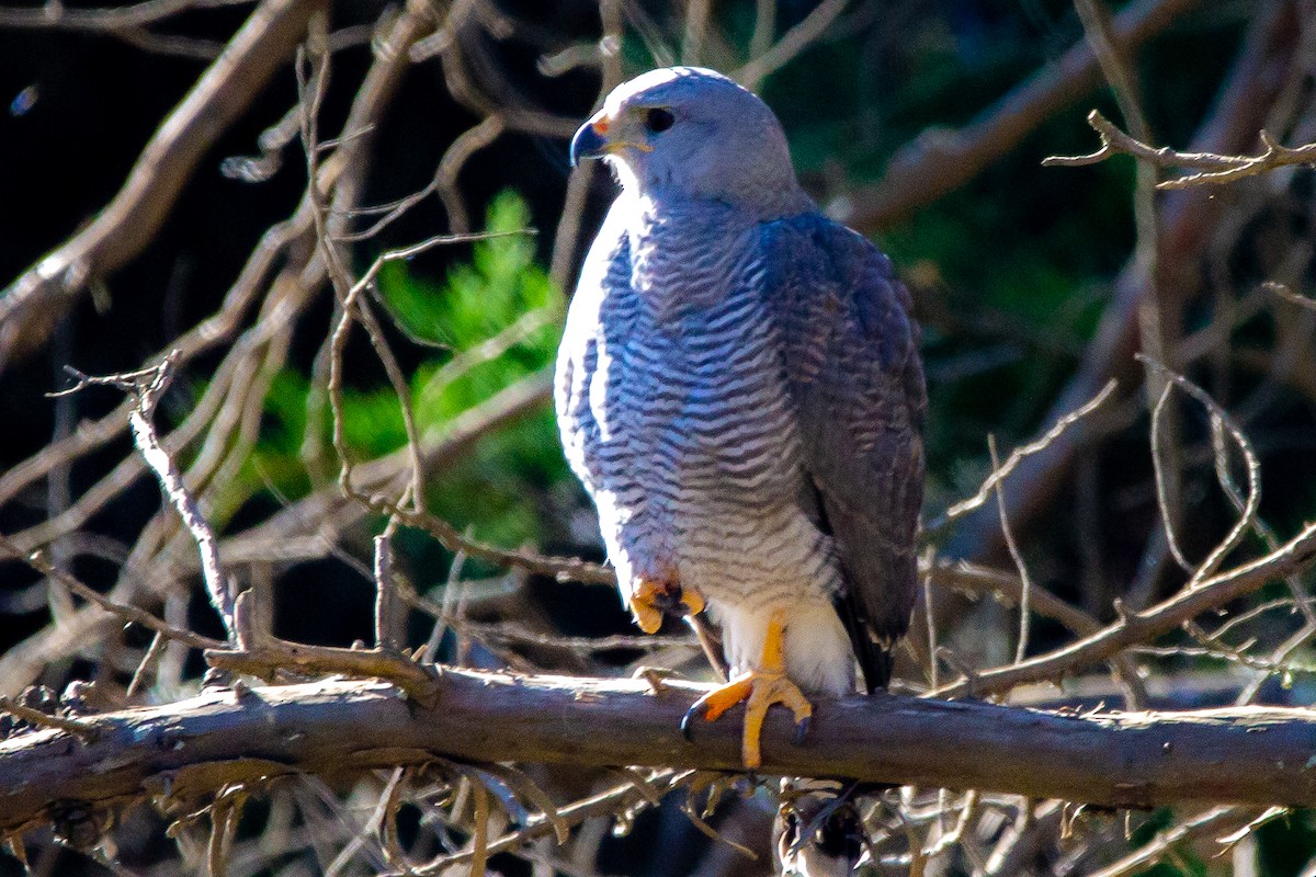 Gray Hawk - Josh Jackson