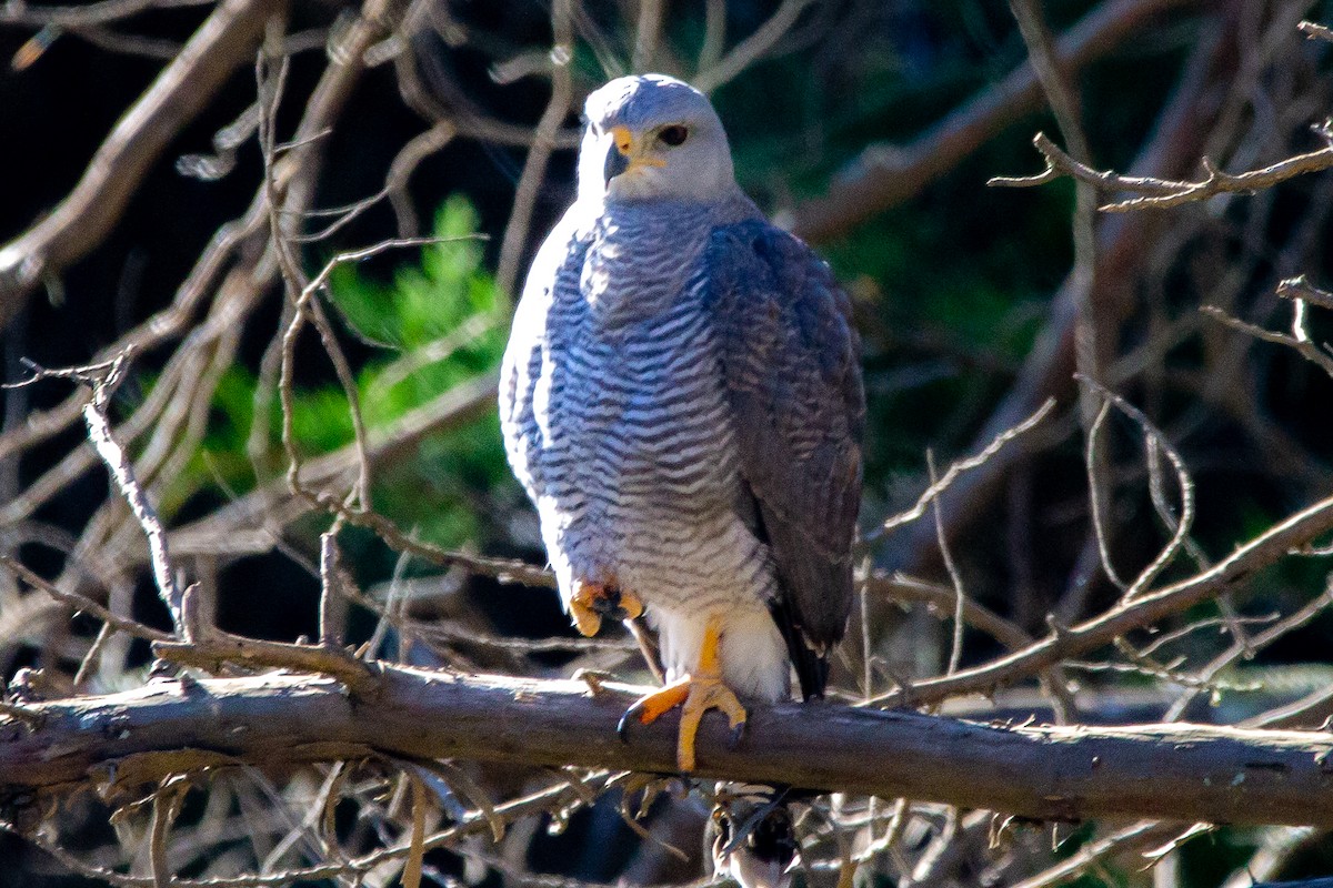 Gray Hawk - Josh Jackson