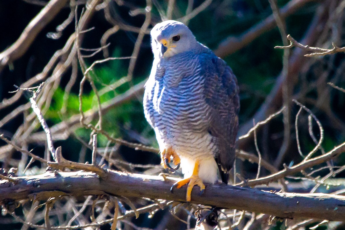 Gray Hawk - Josh Jackson