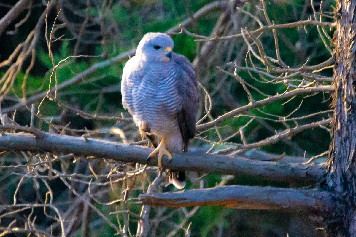 Gray Hawk - ML396908281