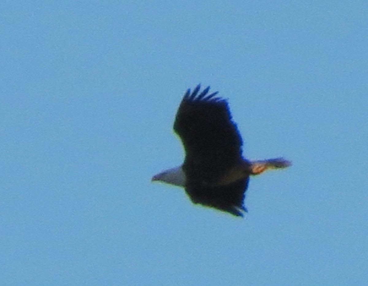 Bald Eagle - ML39690841