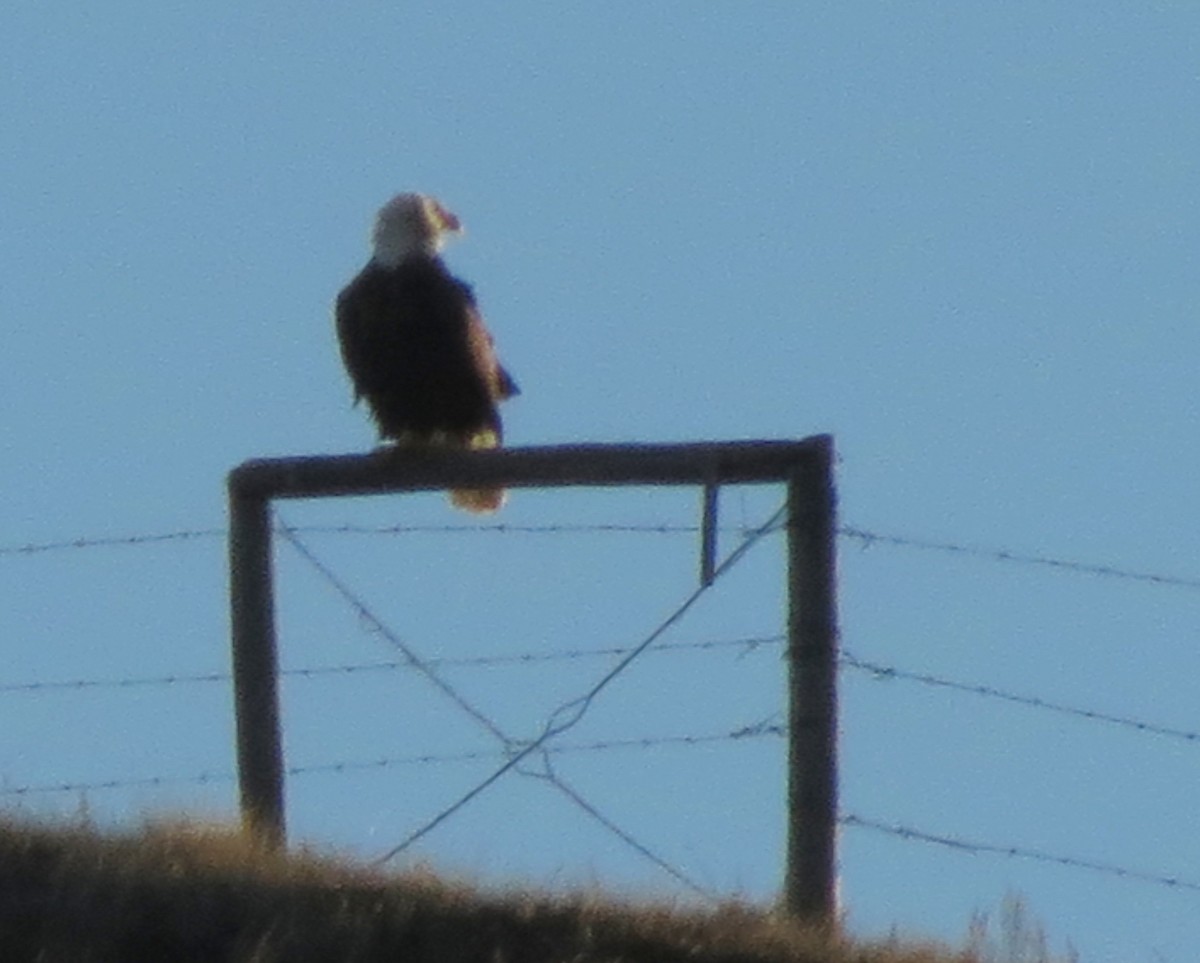 Bald Eagle - ML39690861