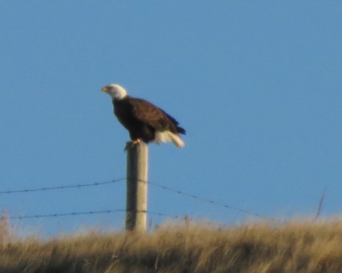 Bald Eagle - ML39690881