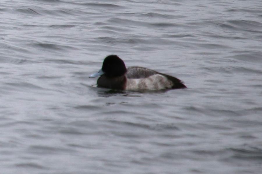 Lesser Scaup - Greg Page