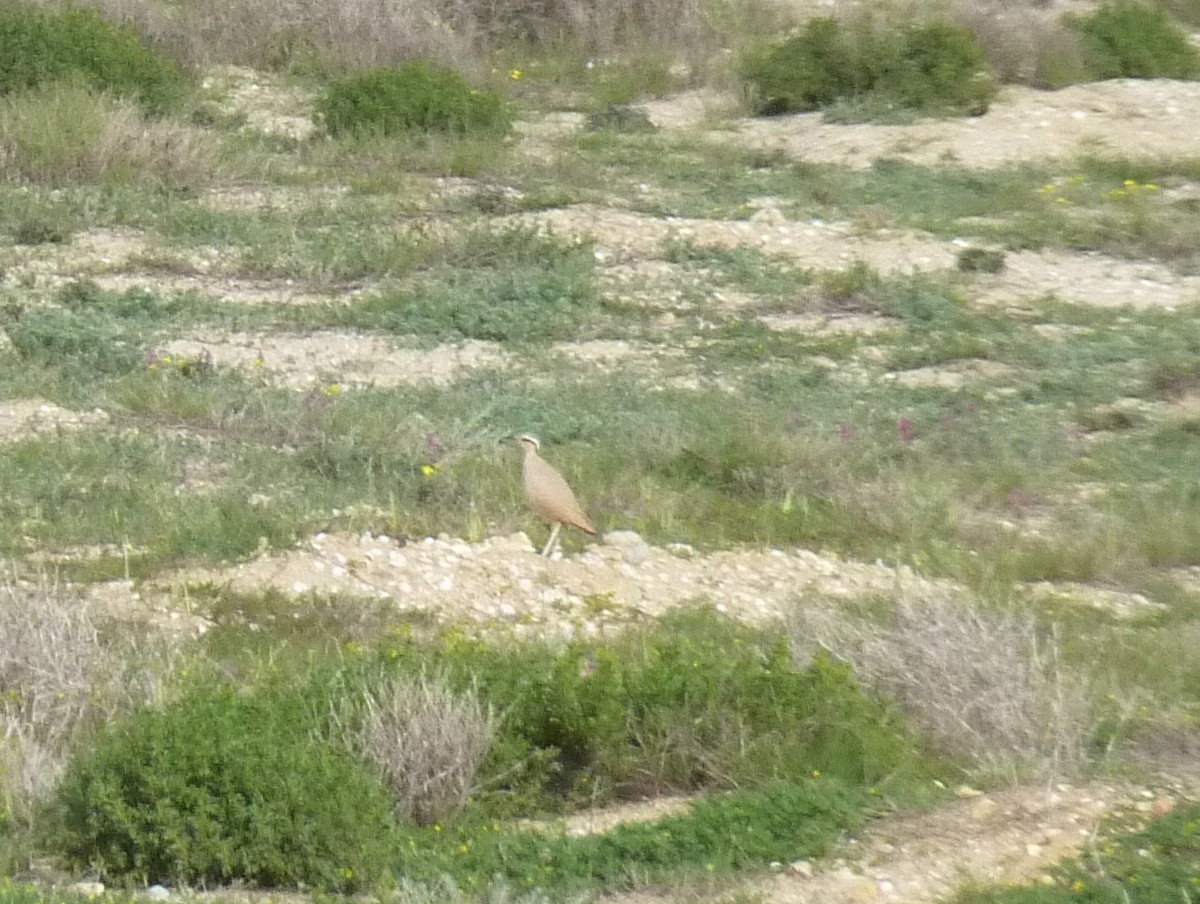 Cream-colored Courser - ML39690941