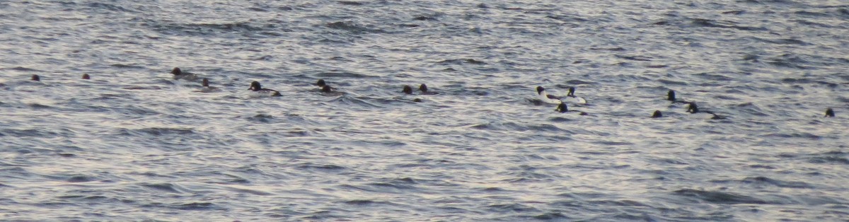 Common Goldeneye - ML39690981