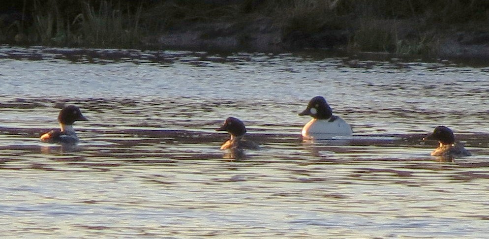 Common Goldeneye - ML39690991