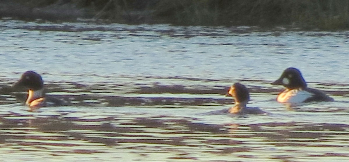 Common Goldeneye - ML39691001