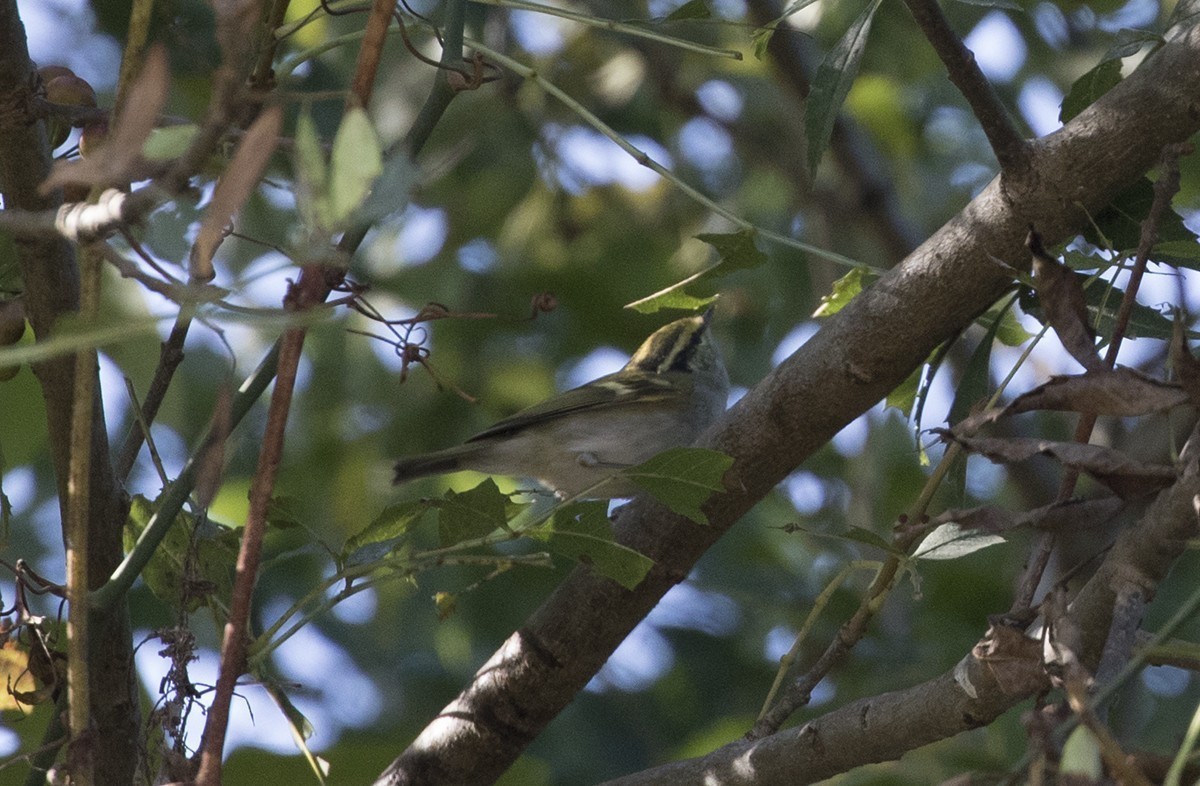 Yellow-browed Warbler - ML396910311