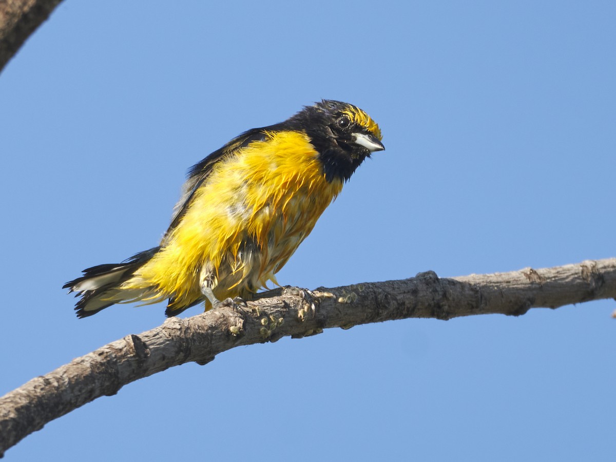 Purple-throated Euphonia - Carlos Rossello