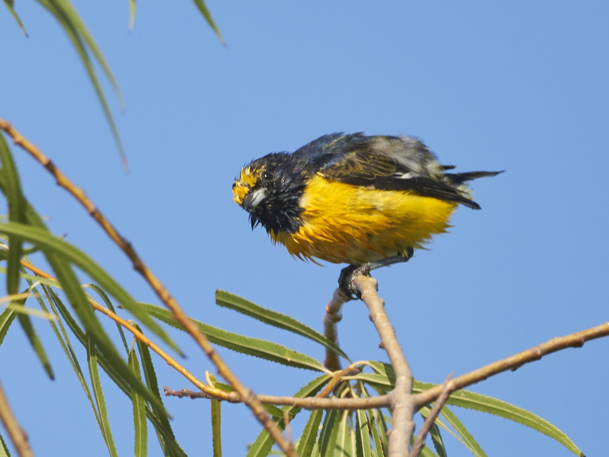 Purple-throated Euphonia - Carlos Rossello