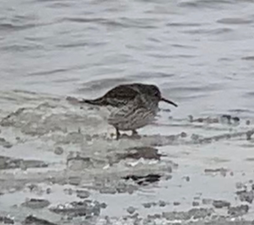 Purple Sandpiper - ML396911911