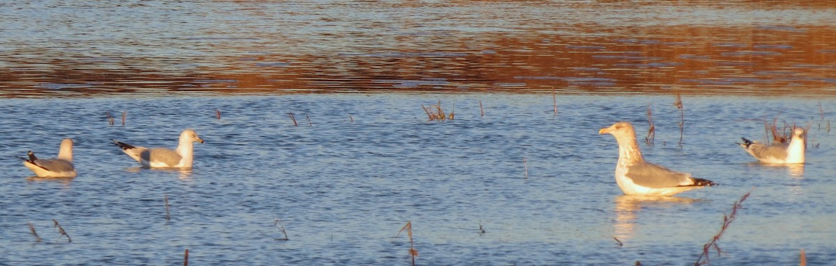 Ring-billed Gull - ML39691201