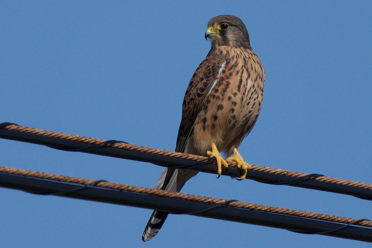 Eurasian Kestrel (Canary Is.) - ML396912631