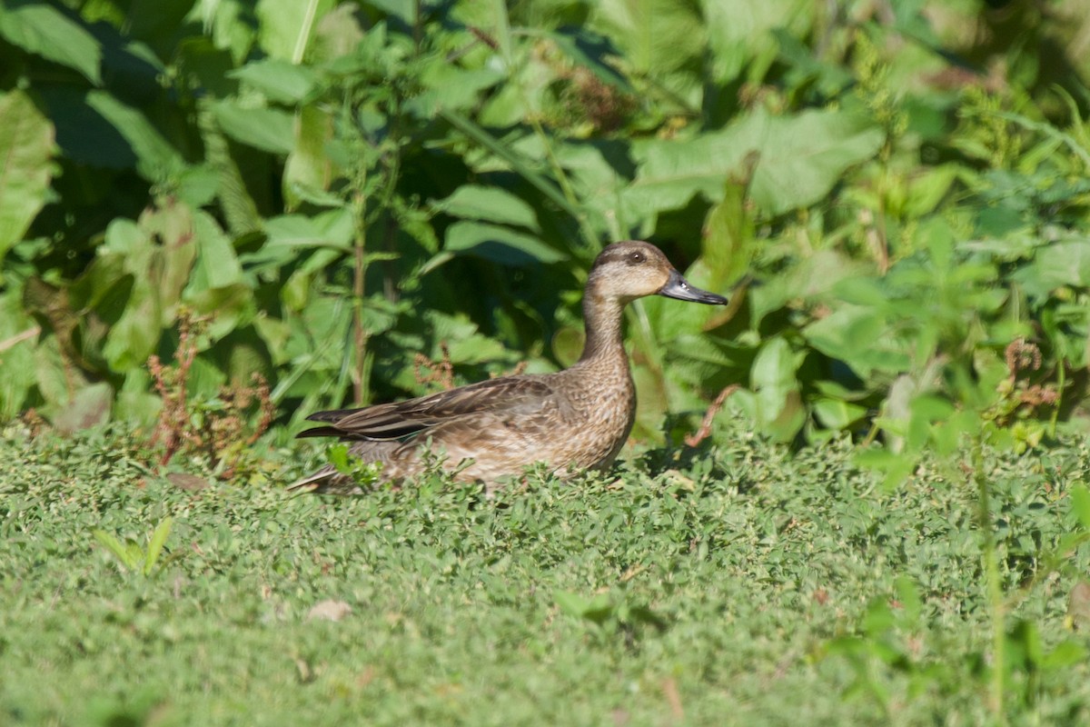 Green-winged Teal - ML396912771