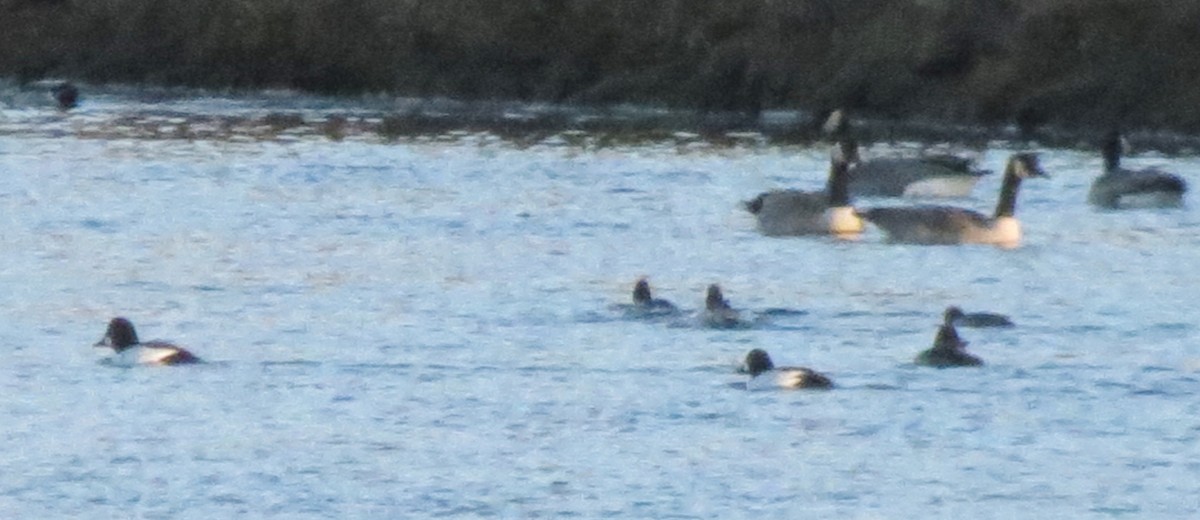 Common Goldeneye - ML39691311