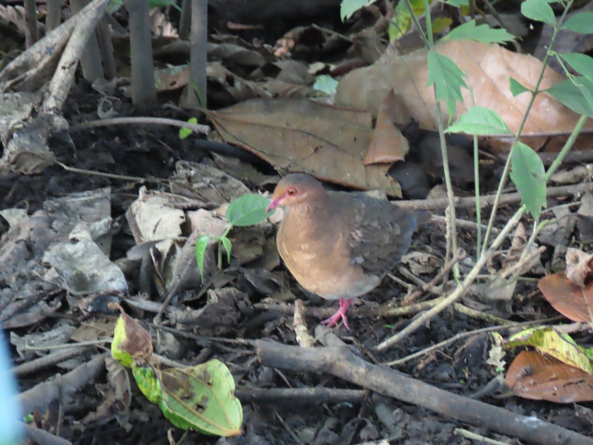 Ruddy Quail-Dove (Ruddy) - Karen Rubinstein