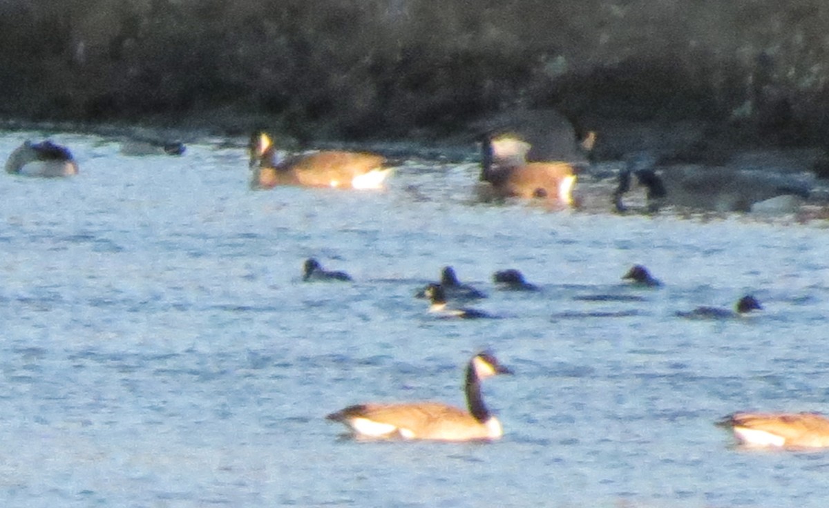 Common Goldeneye - ML39691331