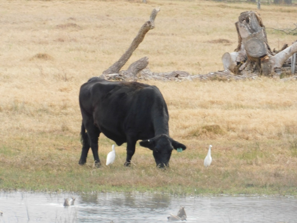 Western Cattle Egret - Anonymous