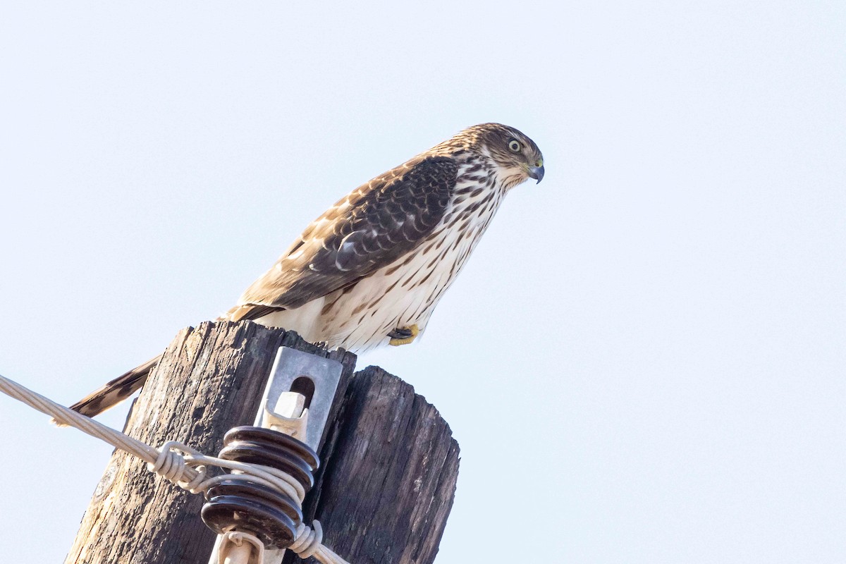 Cooper's Hawk - ML396913571