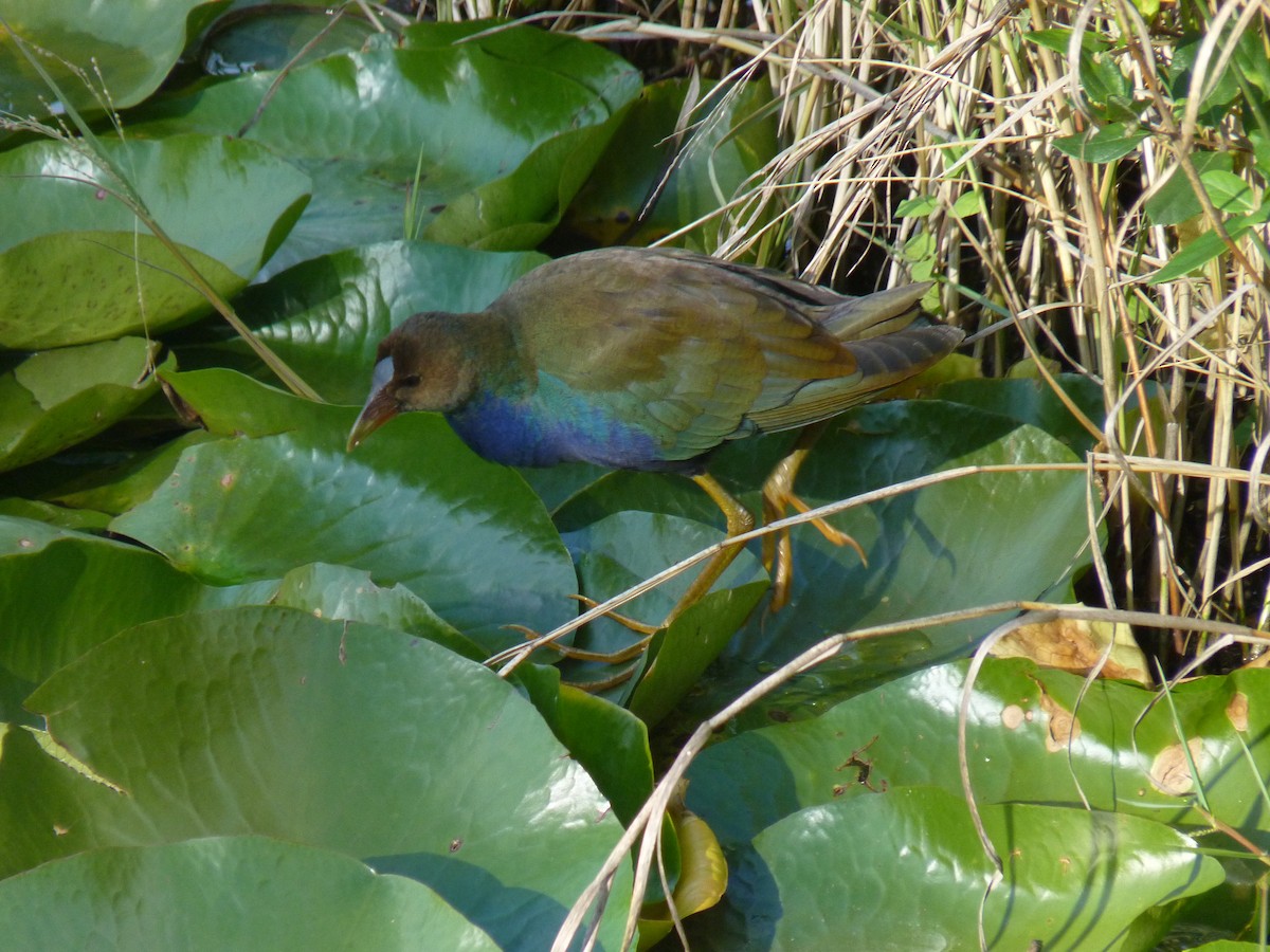 Purple Gallinule - ML39691461