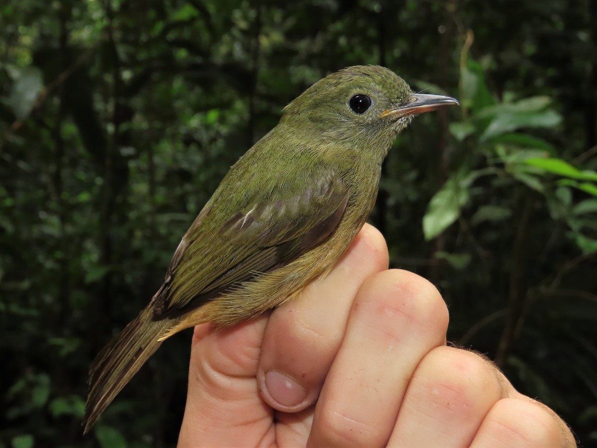 McConnell's Flycatcher - ML396915911