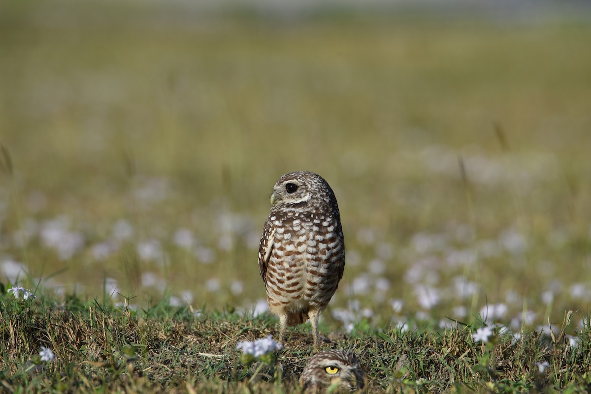 Burrowing Owl - ML396918061