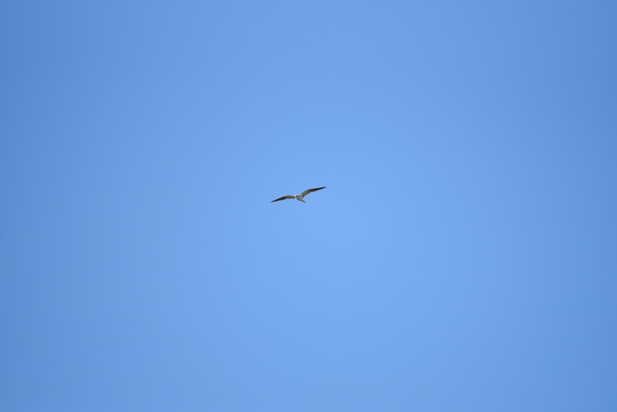 White-tailed Kite - ML396918181