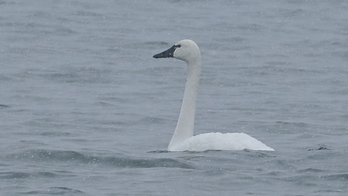 Tundra Swan - ML396918711