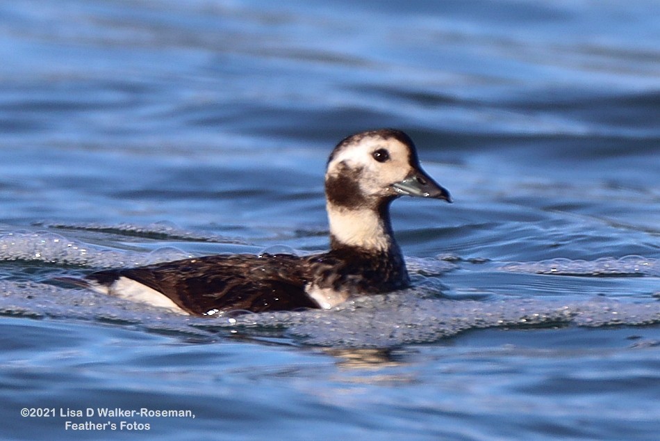 Long-tailed Duck - Lisa Walker-Roseman