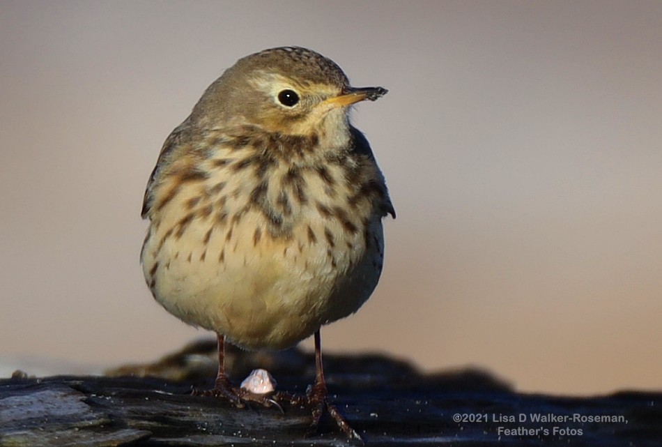 American Pipit - ML396919251