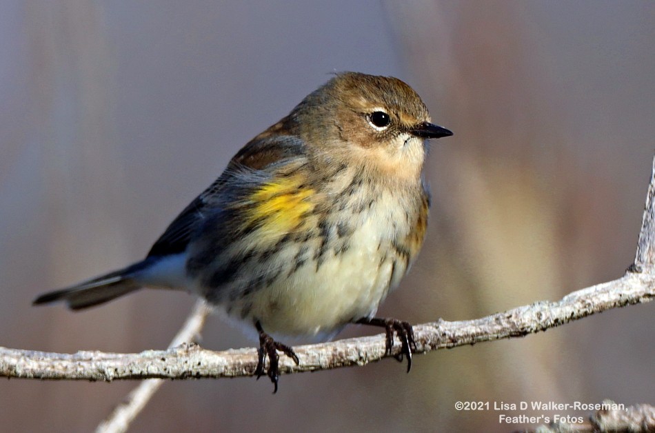 Yellow-rumped Warbler (Myrtle) - Lisa Walker-Roseman