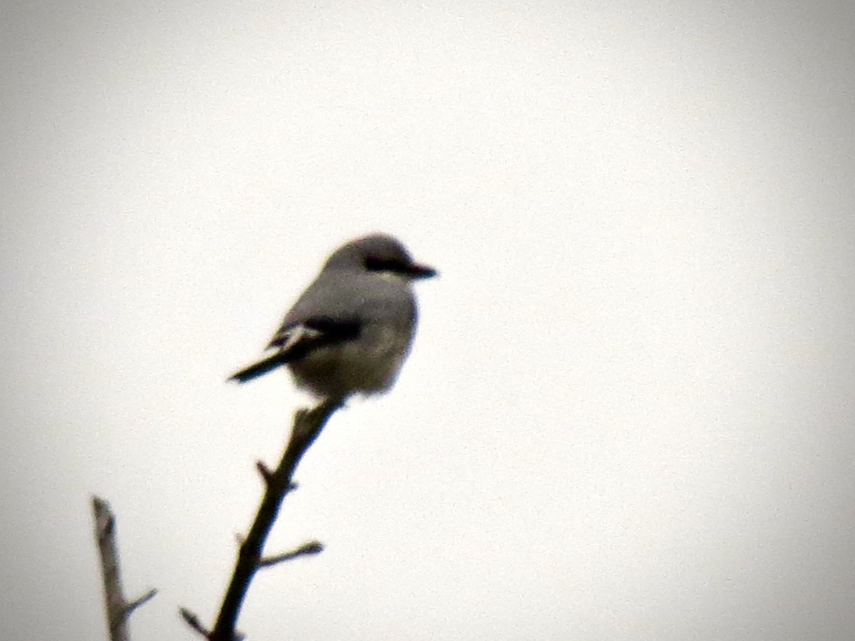 Northern Shrike - ML396919511