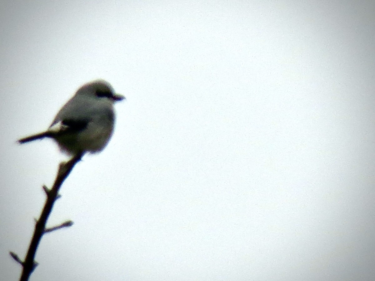 Northern Shrike - ML396919521