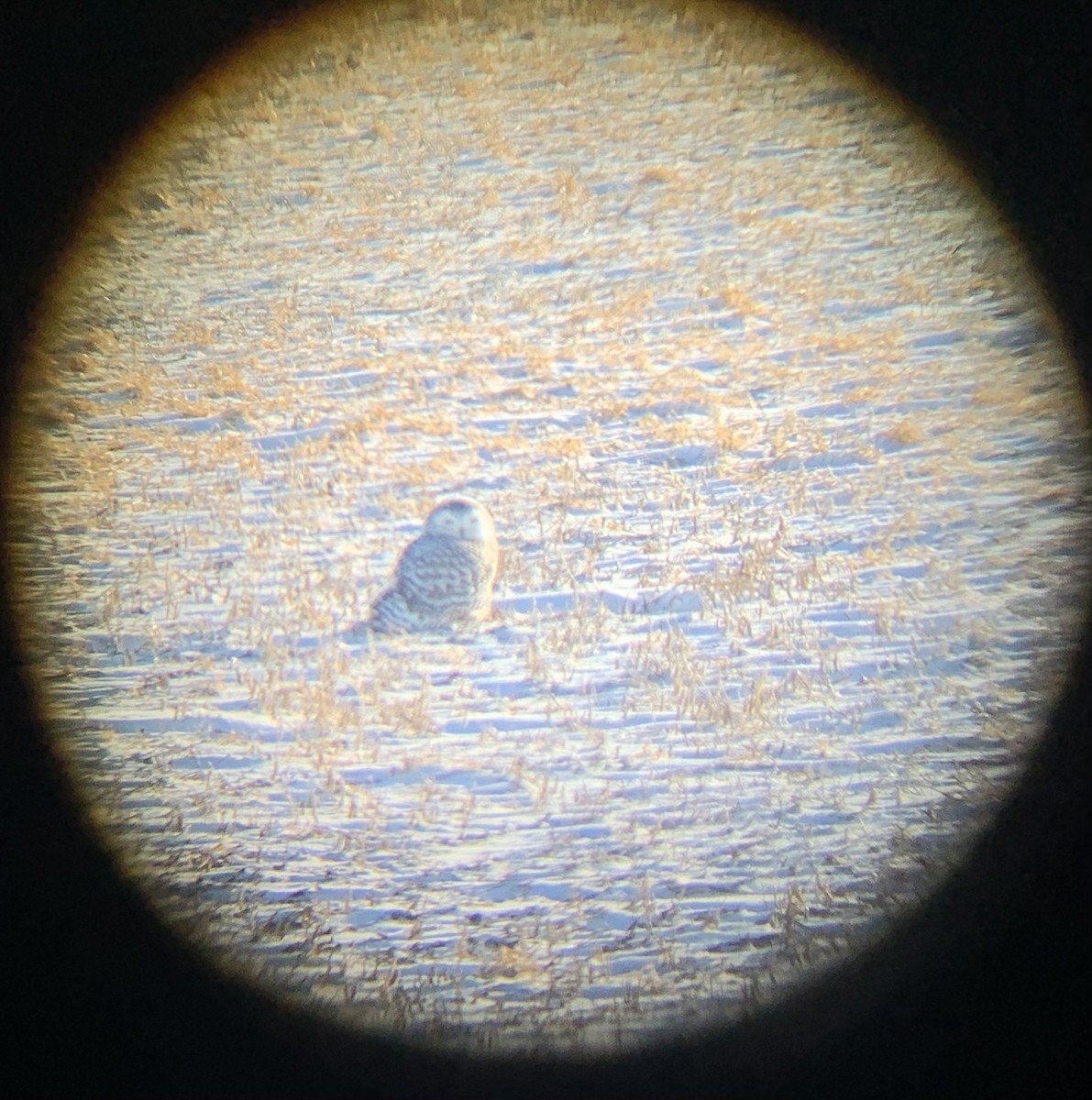 Snowy Owl - ML396920311