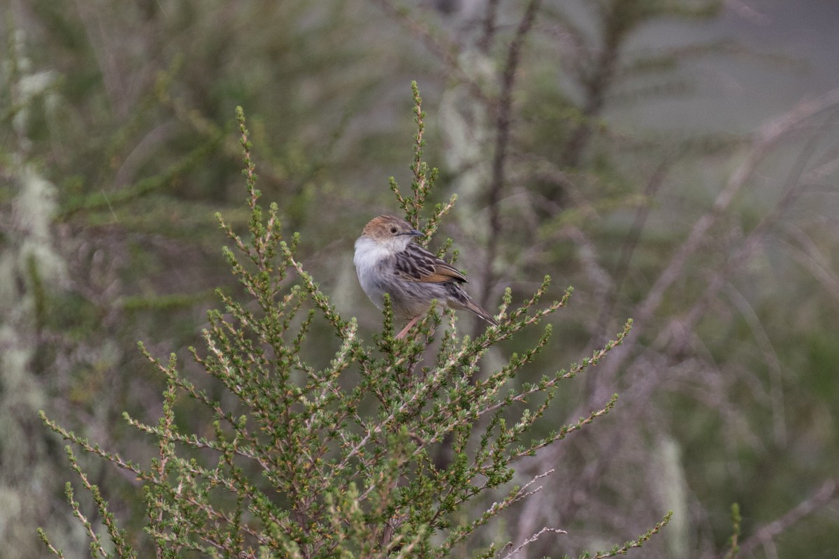 Aberdare Cisticola - ML396921401