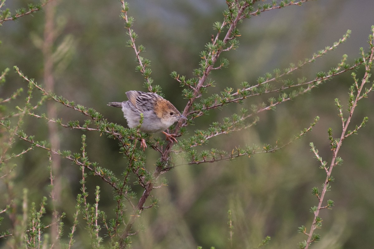 Aberdare Cisticola - ML396921411