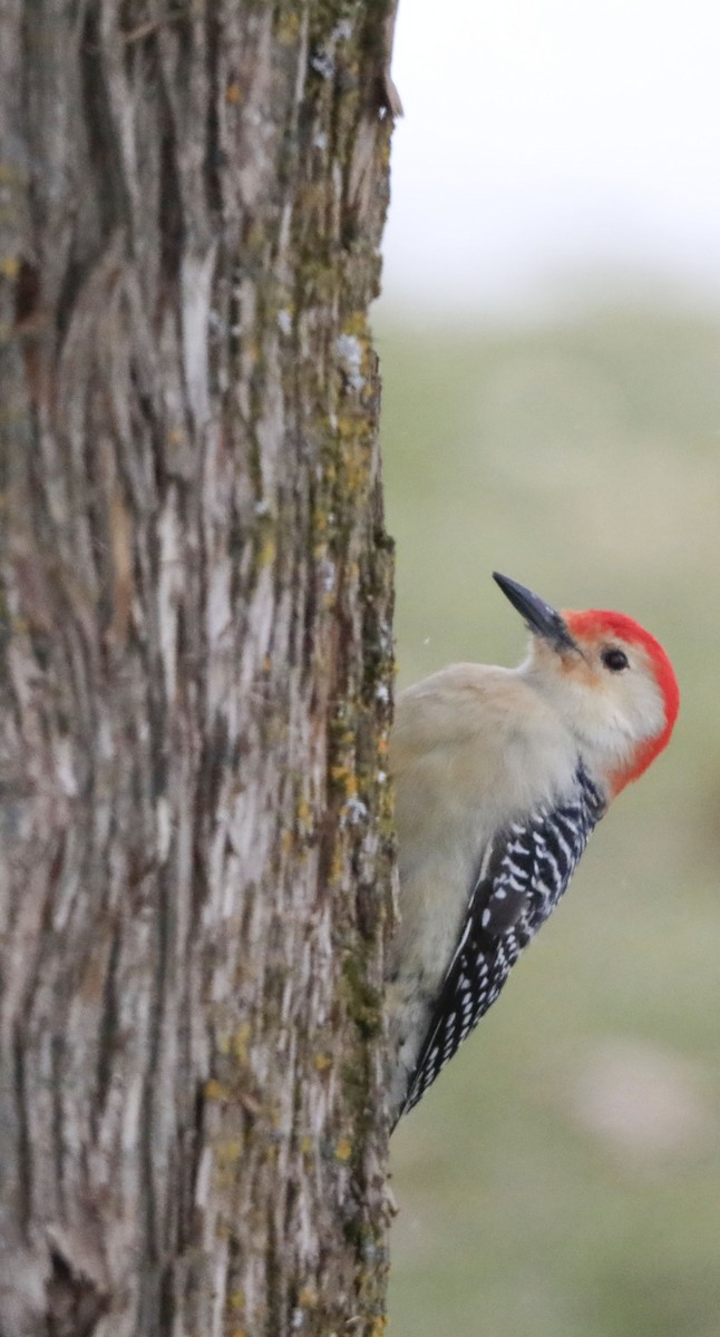 Red-bellied Woodpecker - ML396921731