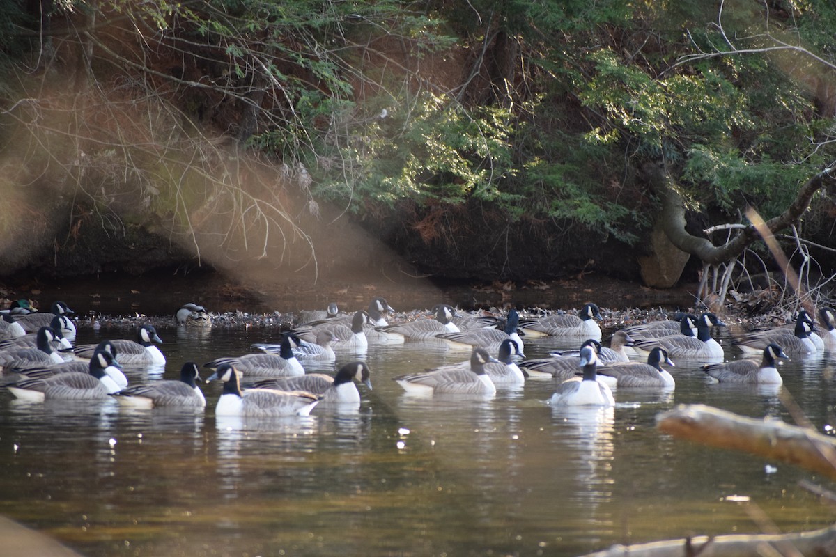 Pink-footed Goose - ML396922131