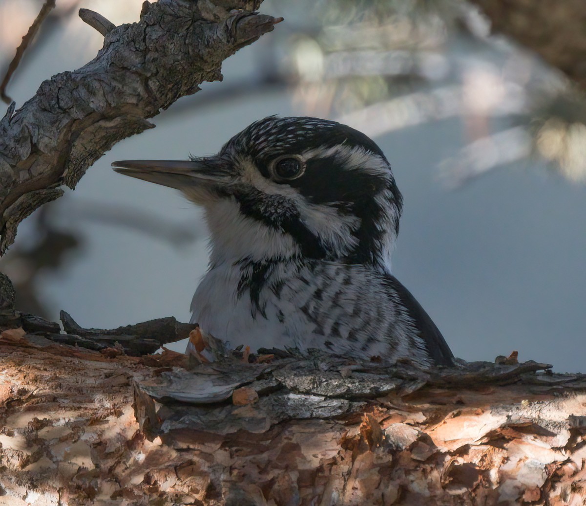 American Three-toed Woodpecker - ML396922311