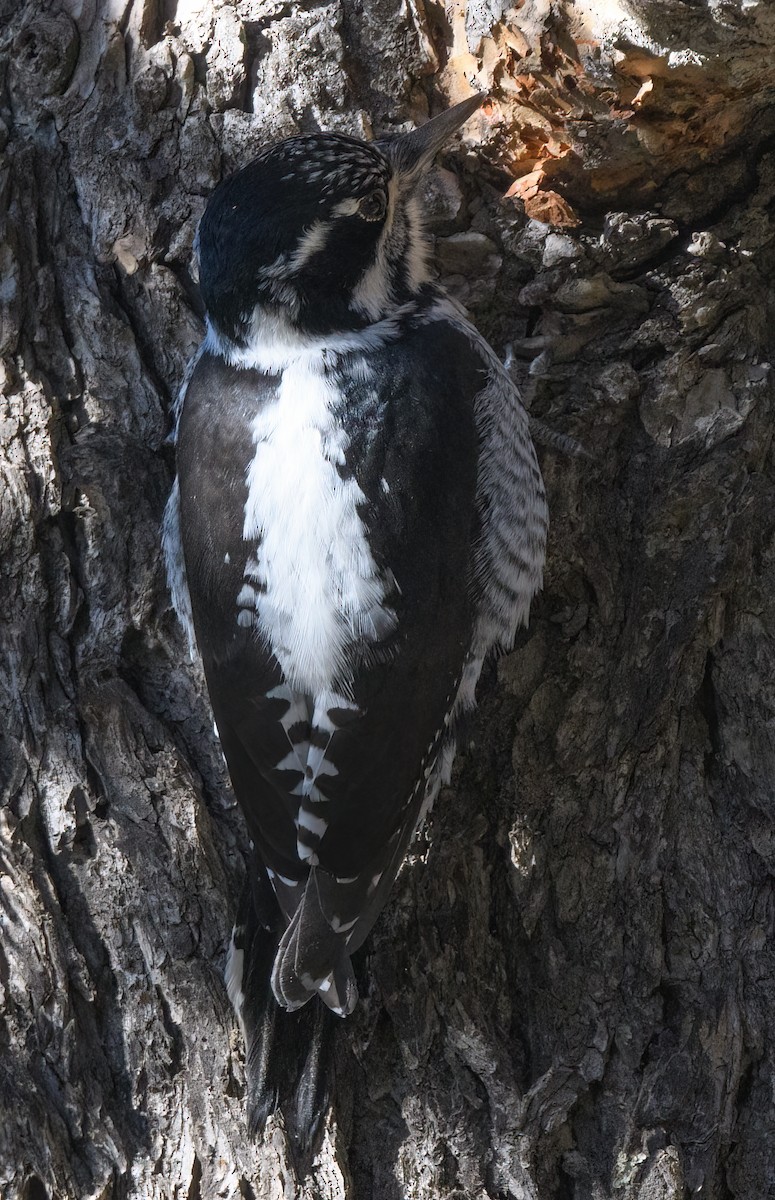 American Three-toed Woodpecker - ML396922331