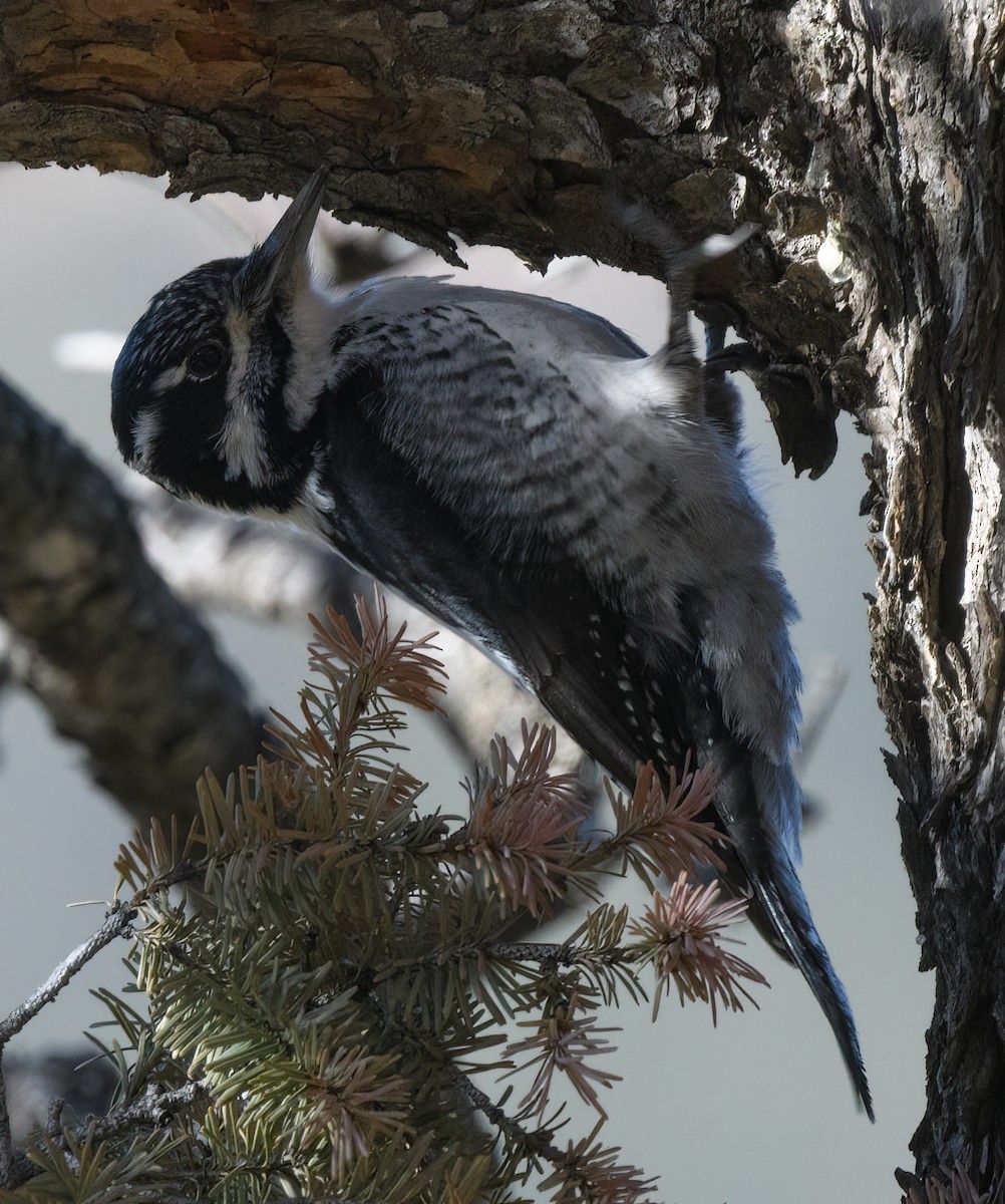 American Three-toed Woodpecker - ML396922341