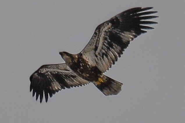 Bald Eagle - ML396923781